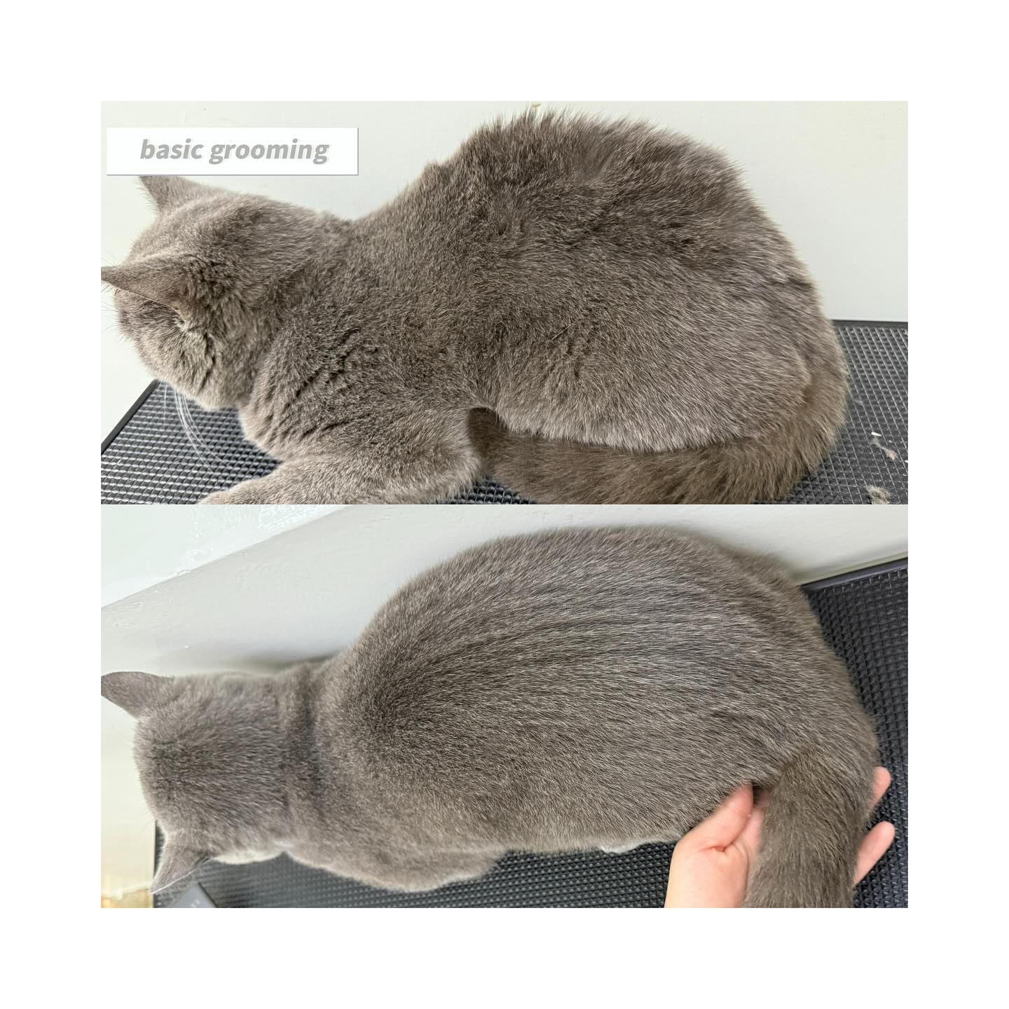 Pet Grooming Service - Jiro Pet House