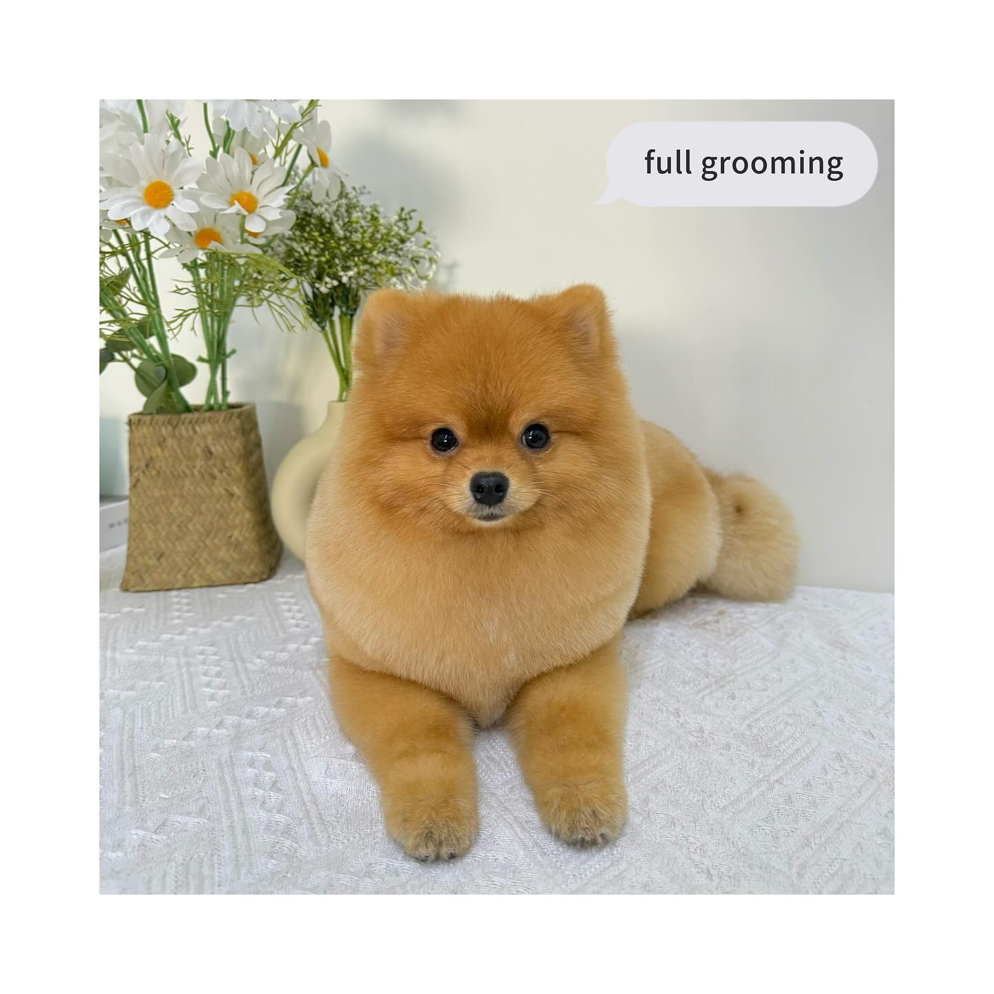 Pet Daycare - Jiro Pet House