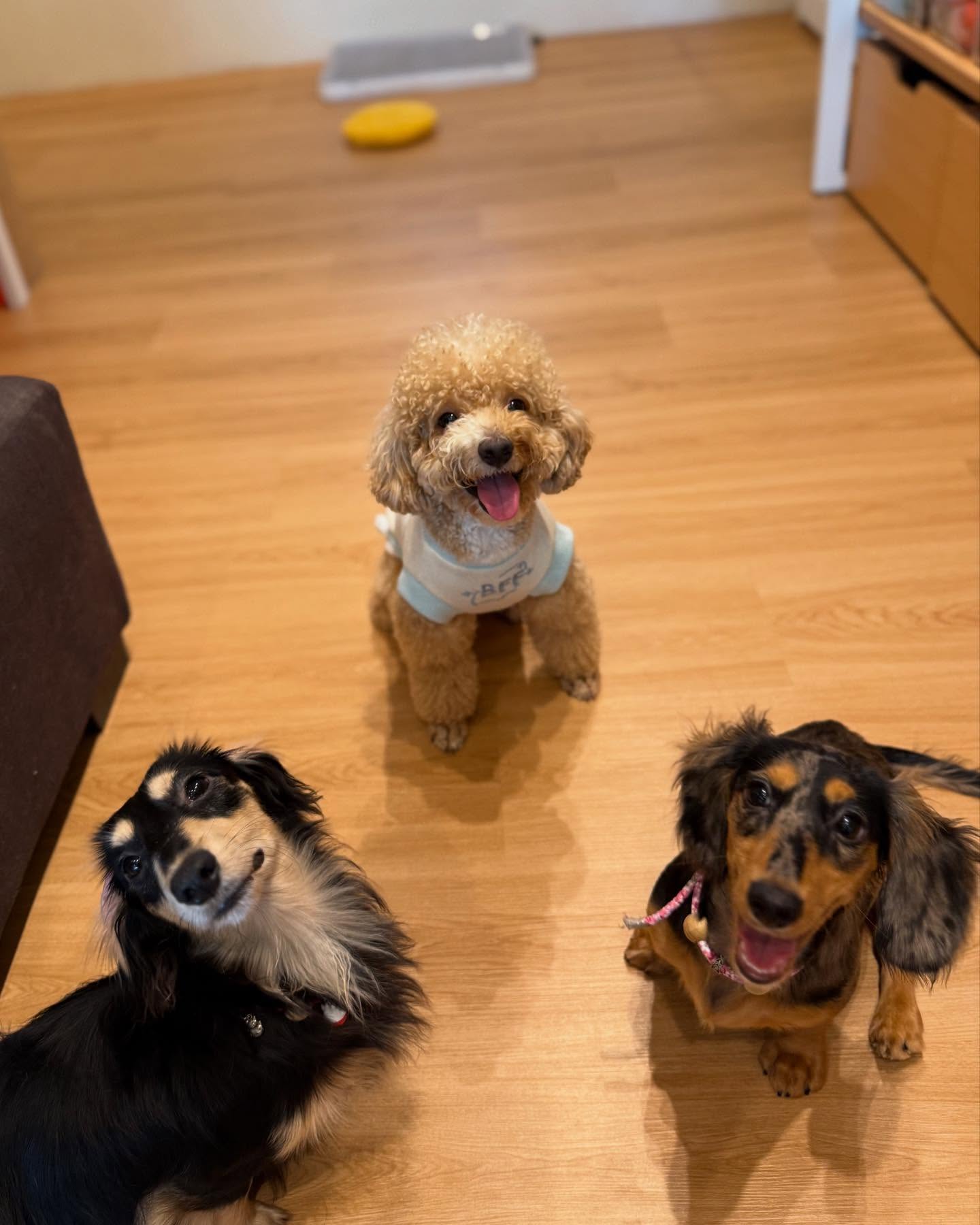 Pet Boarding - Jiro Pet House