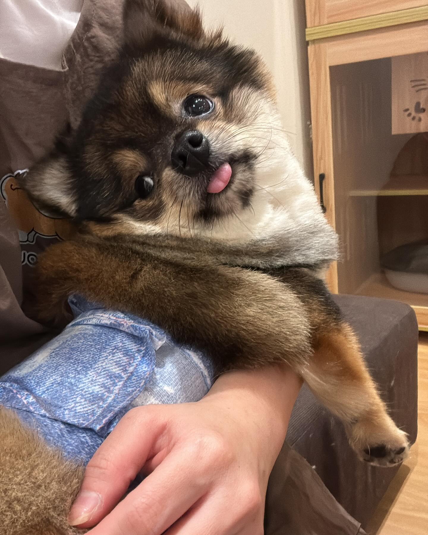 Pet Care - Jiro Pet House