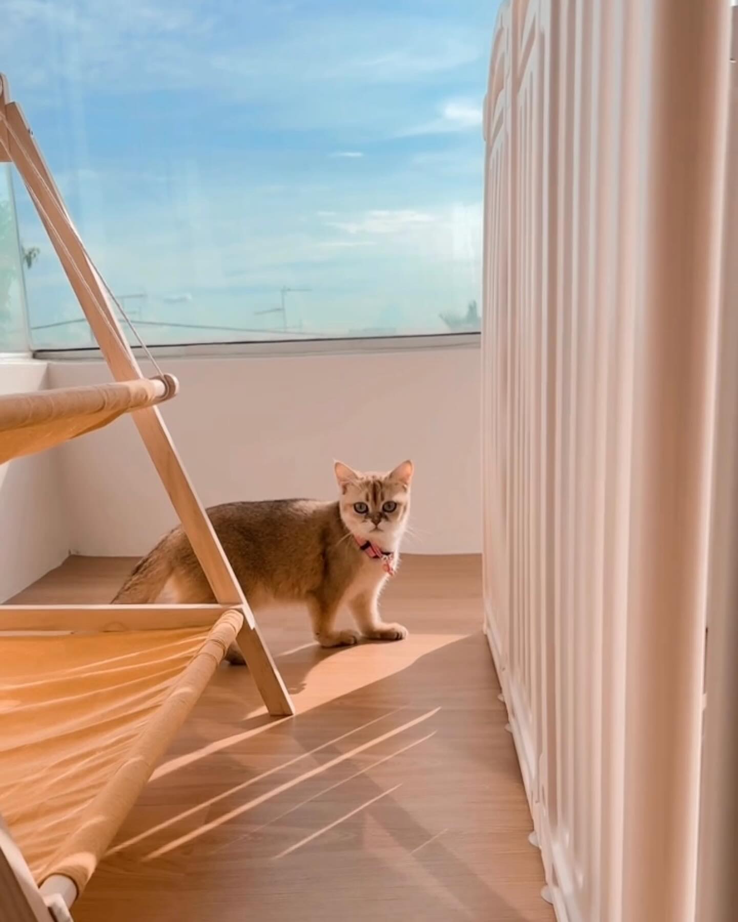 Pet Boarding Room - Jiro Pet House