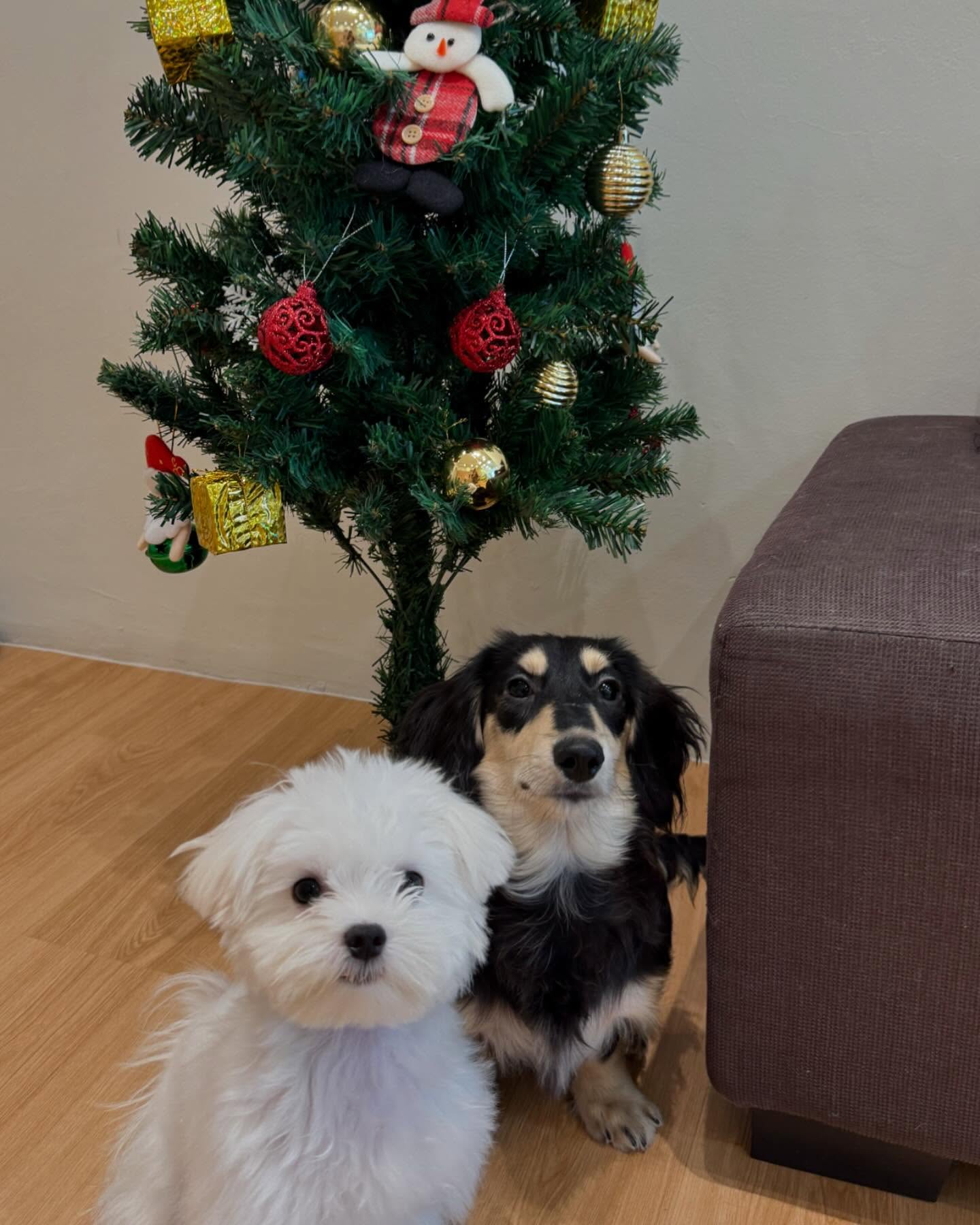 Pet Activities - Jiro Pet House