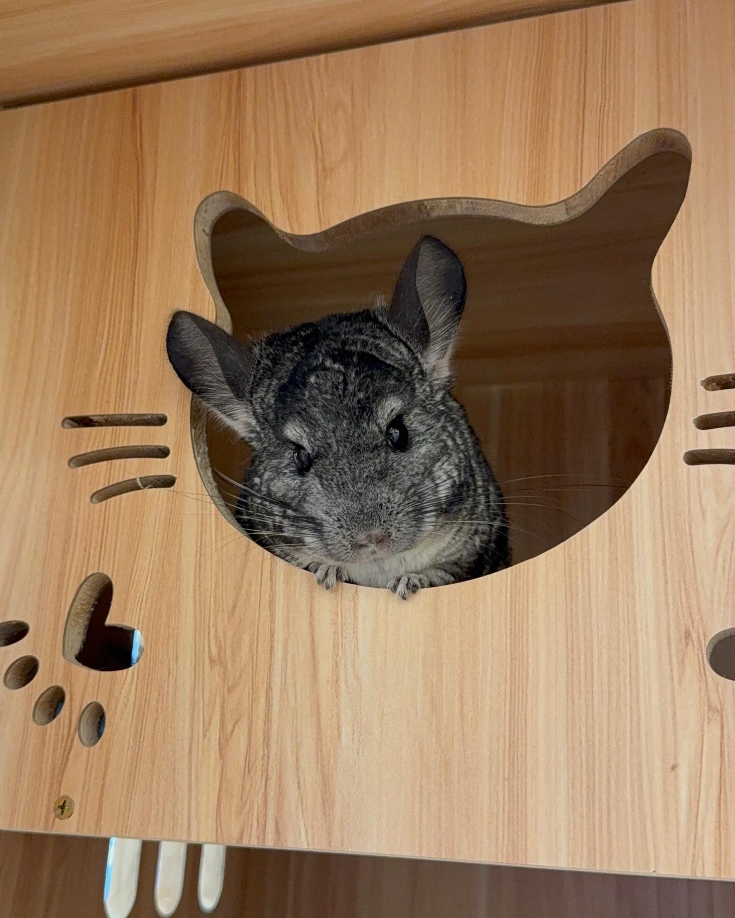 Pet Services - Jiro Pet House