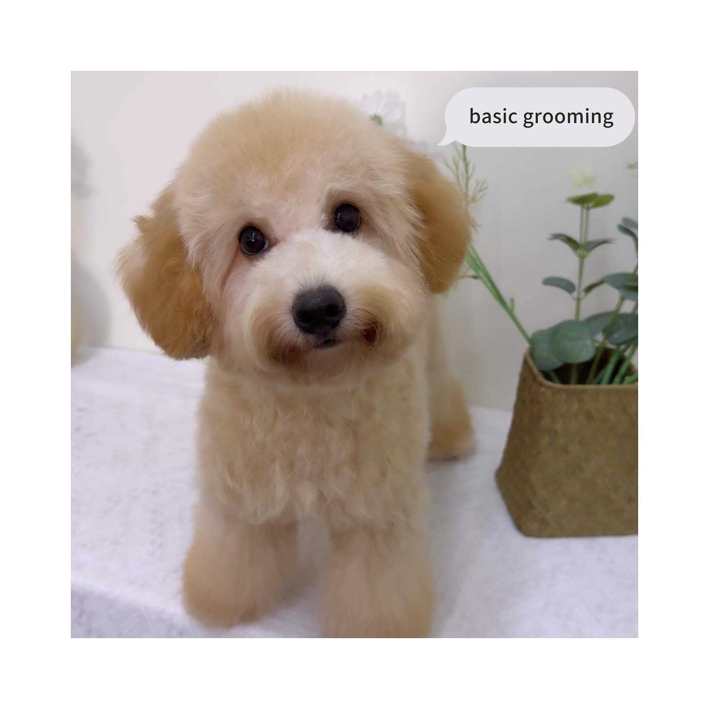 Pet Spa Treatment - Jiro Pet House