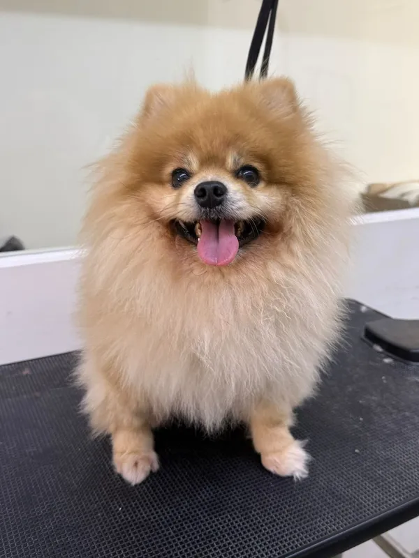 美容前的博美