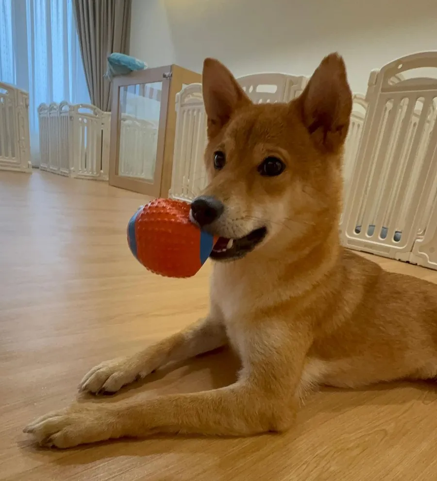 柴犬趴在木地板上咬着橘色小球