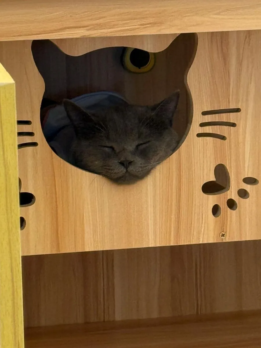 寄宿的猫猫在二郎の家的猫房里睡觉