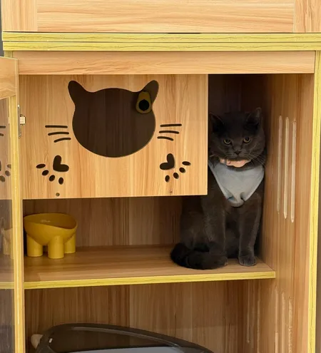 寄宿的猫猫坐在猫房的层架上