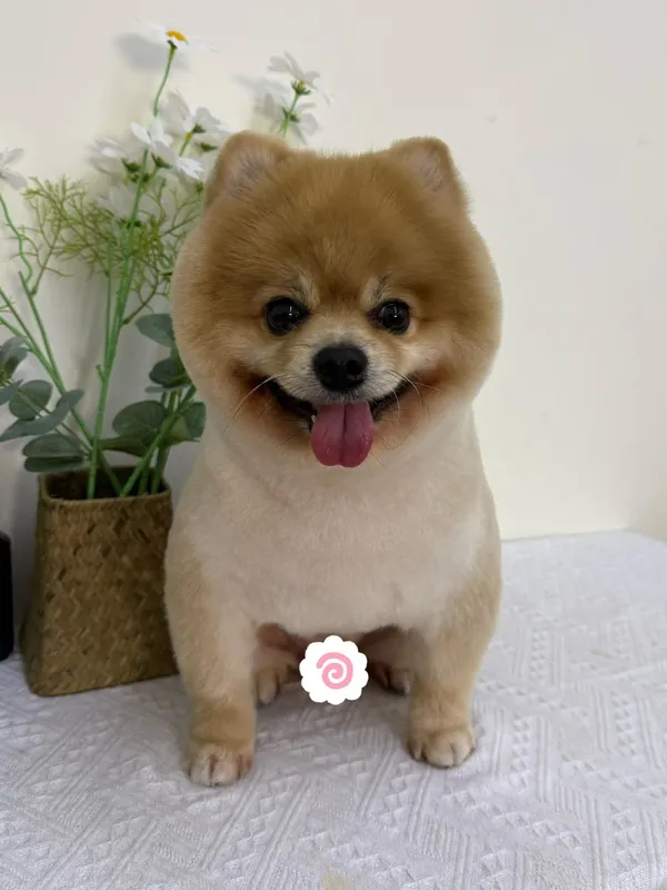同一只博美美容后