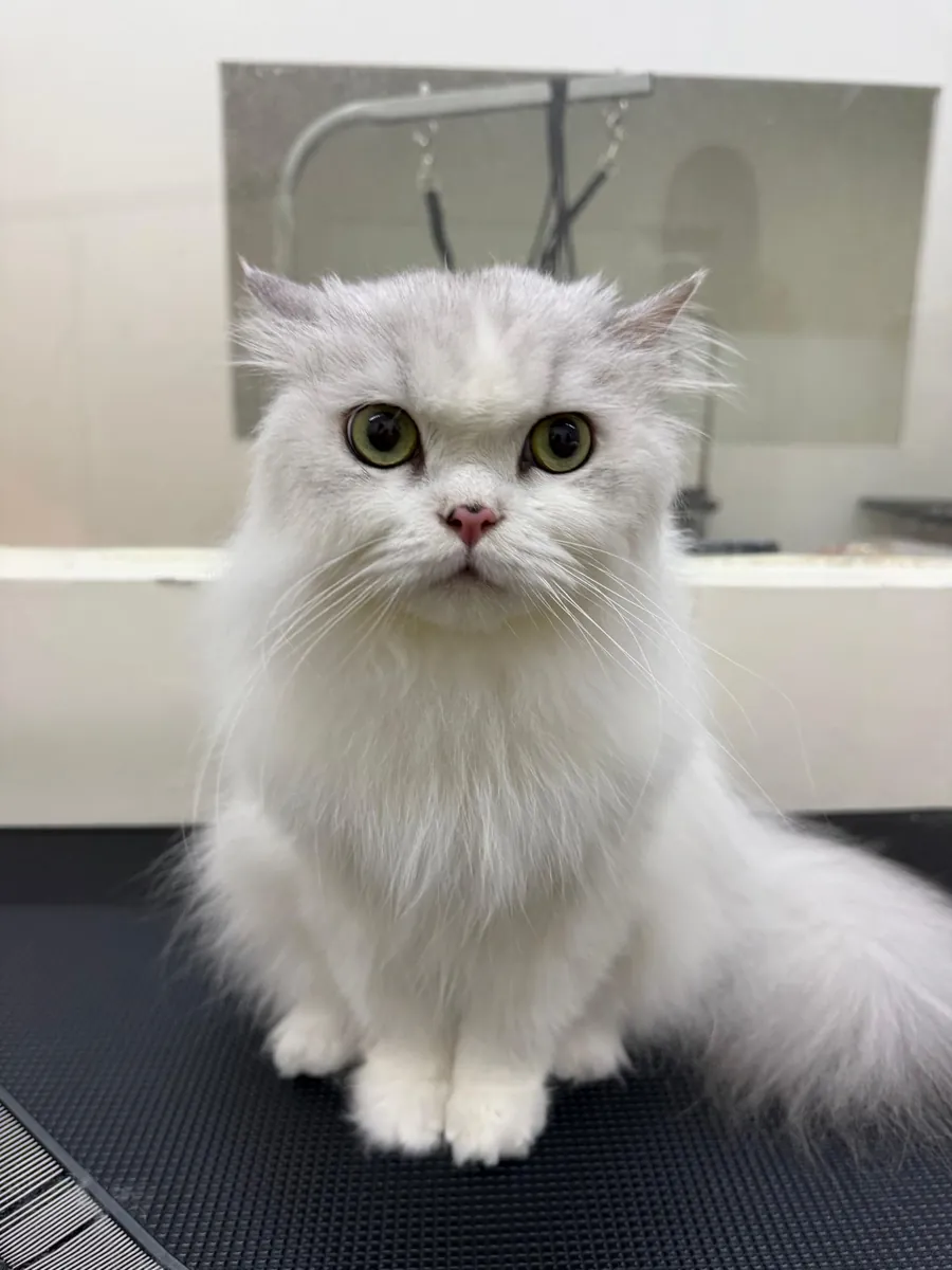 二郎の家美容后的白色长毛猫猫坐在美容桌上