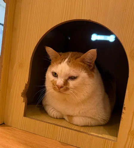 寄宿的猫猫窝在木头小屋里