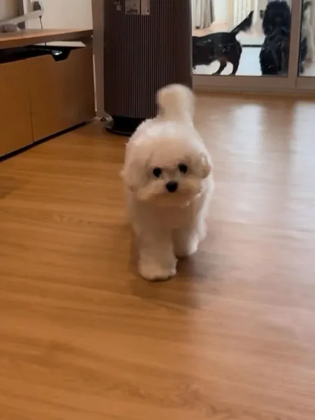 白色小狗在活动区跑过来