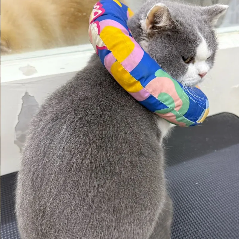 同一只英短猫美容后,毛梳开变顺