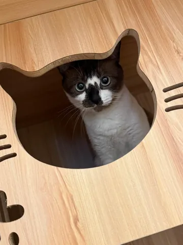 寄宿的猫猫从二郎の家猫房的洞口探头