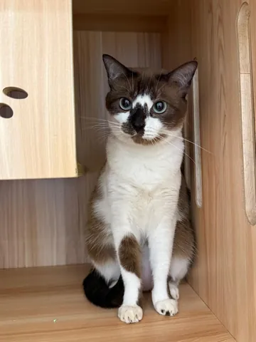寄宿的猫猫坐在二郎の家的猫房里