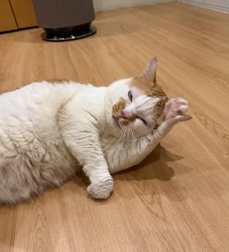 寄宿的猫猫在活动区地板上翻滚