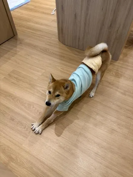 At Jiro Pet House: Playtime!